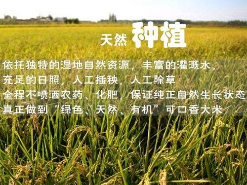 生态水稻4