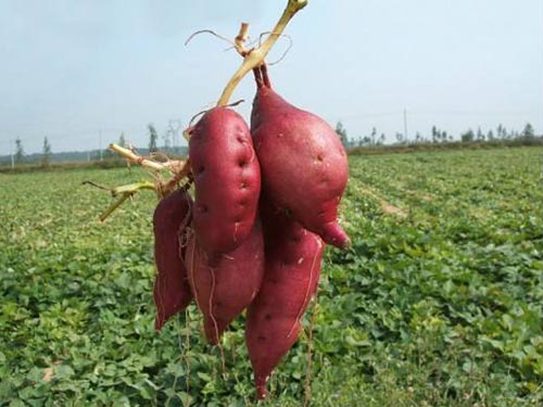 红薯1